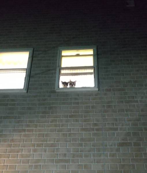 「おかえりなさい！」2階の窓辺で飼い主を待つ猫ちゃんズが愛しすぎる