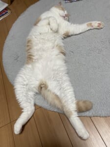 画像提供：泥酔して玄関で寝ちゃったオッサン風の猫