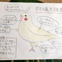 何とも興味深いオカメインコの調査