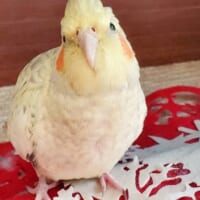 オカメインコのまるちゃん