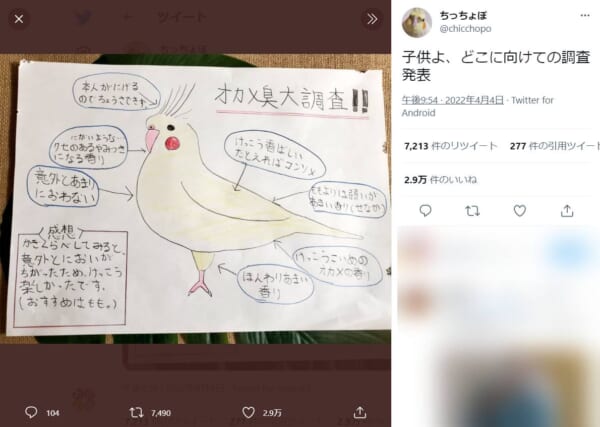 小学生の好奇心が生んだ「インコの部位毎の香りの違い」調査に関心の声