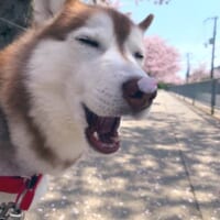 「うちの犬のええ写真見て」鼻に桜の花びらを乗せたハスキーの癒やし顔