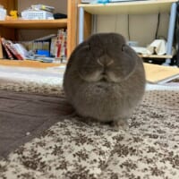 まんまるすぎる……しらすちゃんの様子