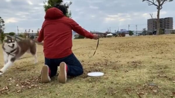 気まぐれなハスキー犬　飼い主さんを華麗にスルーし撮影者にアタック