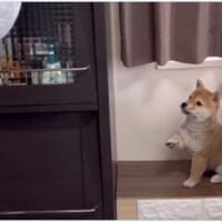 まだ生まれて3か月の豆柴・わらびちゃん