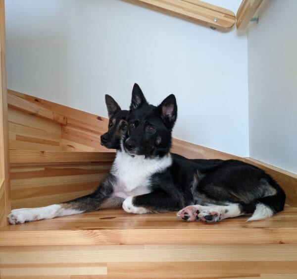 頭一つ抜けてしまった地獄の番犬が話題。