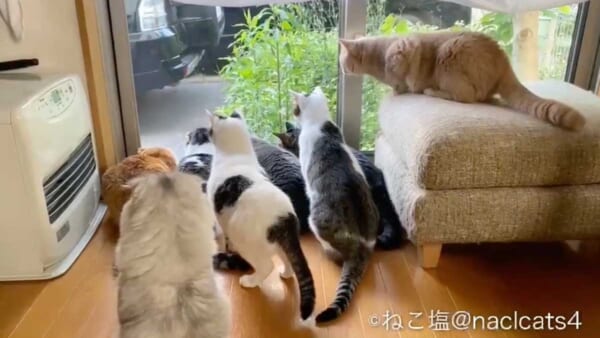 総勢8匹が集合してニャルソック（おこめさんとねこ塩家にゃんず。さん提供）