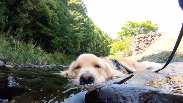 川での「お浸かり」を堪能するハルくん（ゴールデンブヒさん提供）