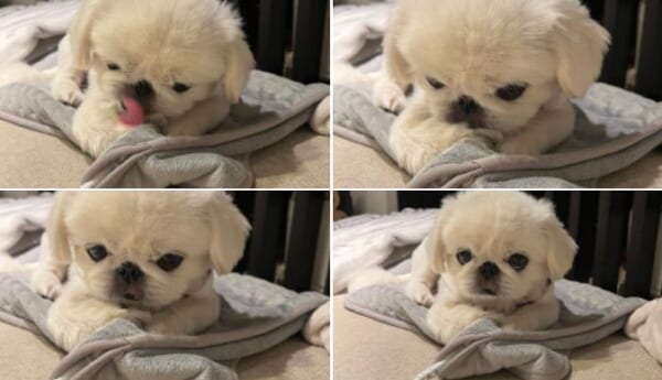みーたーなー。　おててナメナメ中の愛犬を激写。