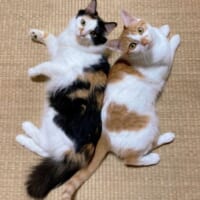 我が家のアイドルは2匹組。姉妹猫グループ「ポチたま」が今日も元気に芸能活動。