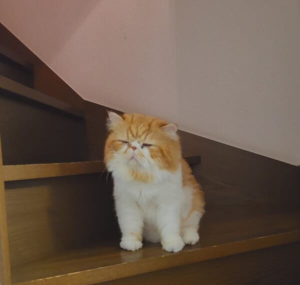 音がしたんで降りてきた。愛猫の寝ぼけまなこが尊い。