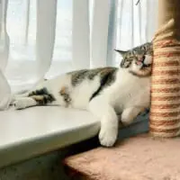 猫もゴールデンウィークに未練？飼い主の代わりに爆睡で代弁。