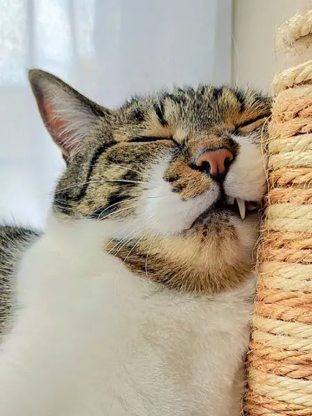 キャットタワーに顔を密着させながら爆睡中のてつおくん。