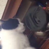 落ちていく時計（飼い主さん提供）