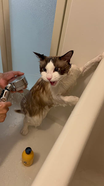 聞いてないんですけど！　全力でお風呂に抗議する猫