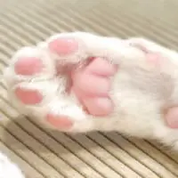 プニプニピンクの肉球に秘められた2年の歴史（つくね＆ひまりさん提供）