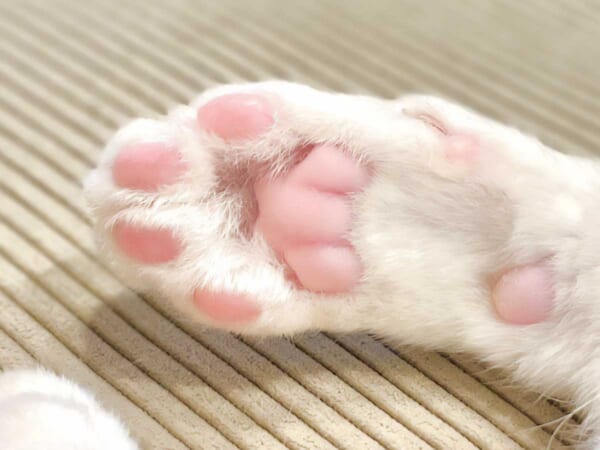 プニプニピンクの肉球に秘められた2年の歴史（つくね＆ひまりさん提供）