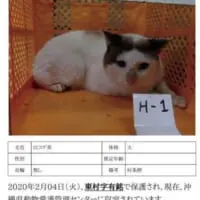 沖縄県動物愛護管理センター時代のつくねくん（つくね＆ひまりさん提供）