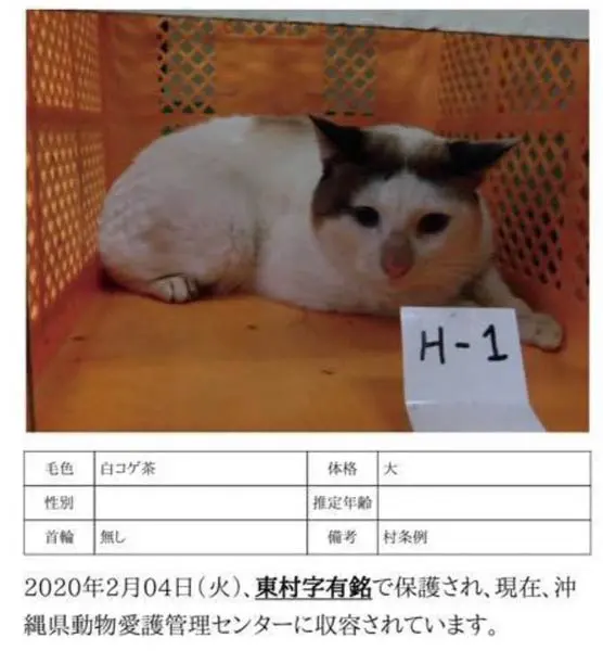 沖縄県動物愛護管理センター時代のつくねくん（つくね＆ひまりさん提供）