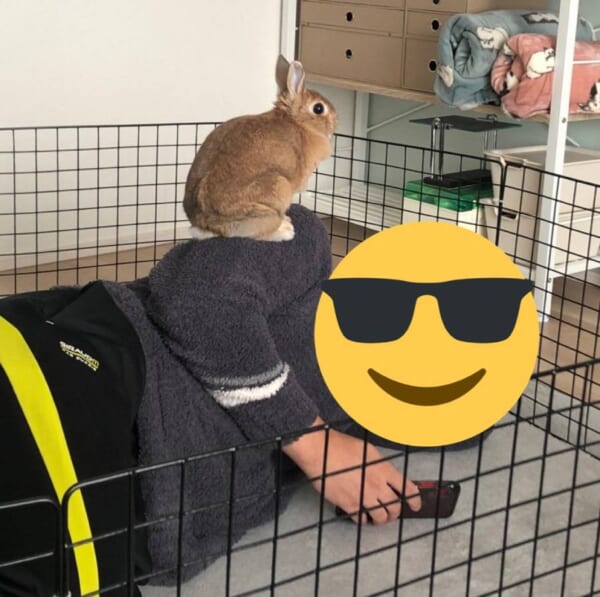 横になる飼い主と肩に乗るうさぎ　微笑ましすぎる「うさぎ飼いの日常」