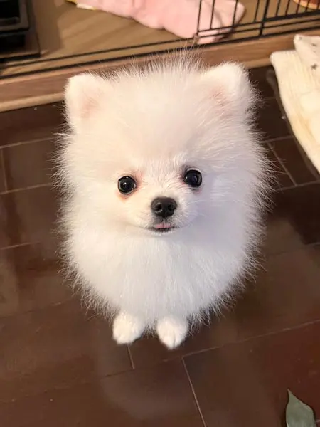 フワフワに戻ったぽぽちゃん（ちゃちゃぽぽさん提供）