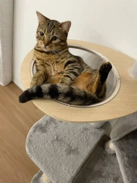 同居猫の教授くんもボウルの中で開脚ポーズ