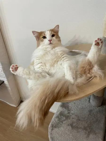 飼い主さんにとってはお馴染みの光景
