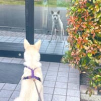 「お？犬か？」自動ドアのガラスに映る自分の姿が気になるワンちゃん