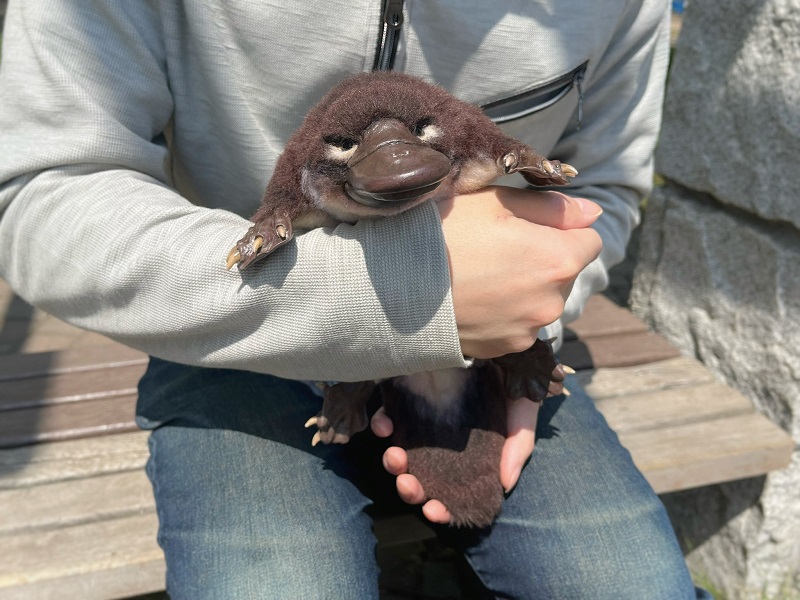 カモノハシのぬいぐるみ