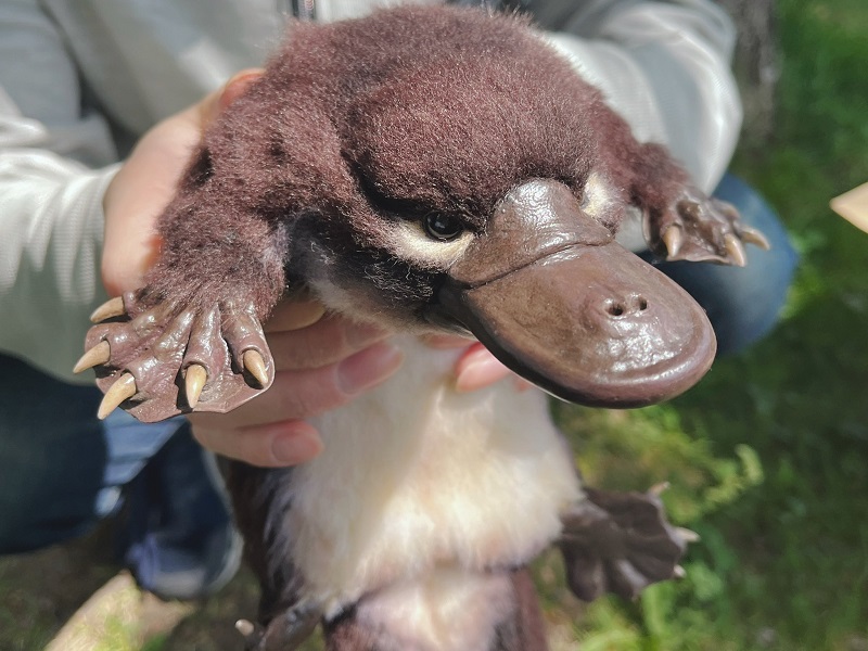 特徴的な口ばしや鋭い爪など、どこからどう見ても本物のカモノハシ