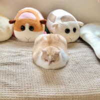 モルカーならぬニャルカー？ぬいぐるみにうり二つの猫ちゃん