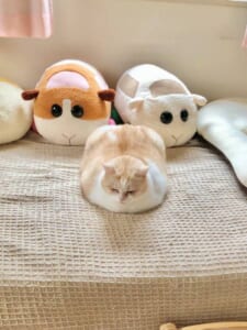 モルカーならぬニャルカー？ぬいぐるみにうり二つの猫ちゃん