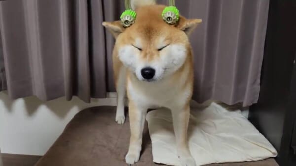 マッサージ大好き柴犬こむぎくん　初めてのヘッドスパにうっとり……
