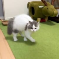 隠れていた飼い主にびっくりした子猫　渾身のやんのかステップで対抗