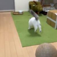 猛ダッシュで逃げ出します