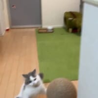 飼い主さんと鉢合わせて……