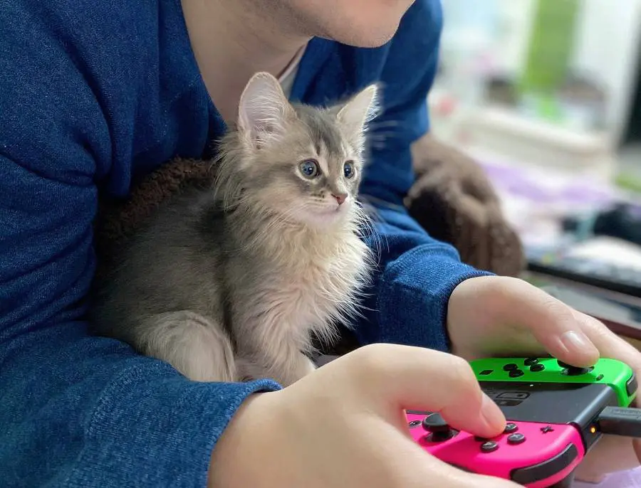 どうぶつの森プレイ中のれおるちゃん