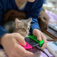 ホラーゲームプレイ中のれおるちゃん