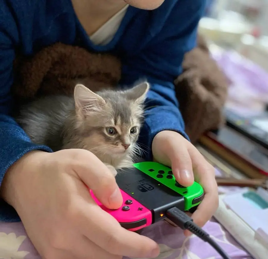 ホラーゲームプレイ中のれおるちゃん