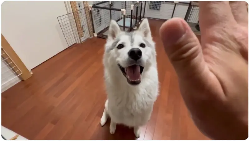 「待て！」をするさくらちゃん
