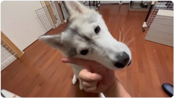 親指を「ガブッ」と甘噛み