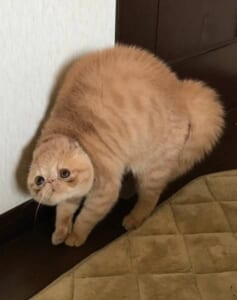 愛猫による渾身の威嚇ポーズ　怖さよりもかわいさがまさってしまう