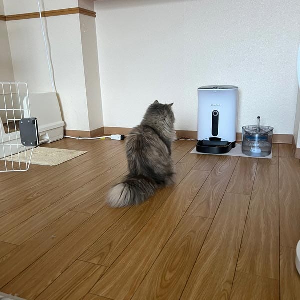 自動給餌器の前にお行事よく座って待つもふぃんちゃん（飼い主さん提供）