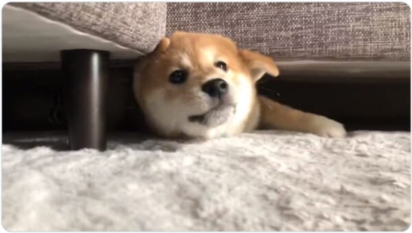 画像提供：柴犬ユイさん（@shibainu_yui）