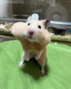 右の頬袋が大きく膨らんだあられちゃん（おこめとおかきさん提供）