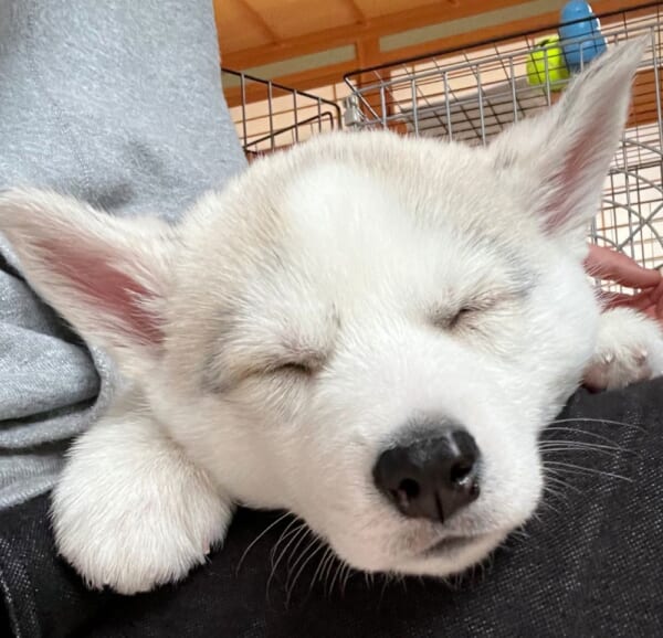 あなたが私の原動力。愛犬家が「ハスキー子犬」の魅力について熱弁。