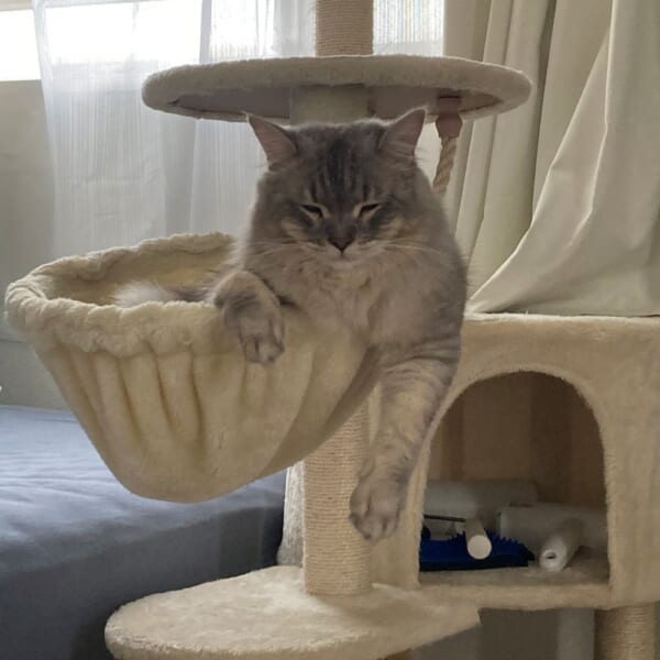 別の意味で落ちそう。キャットタワーで「寝落ち」する愛猫を激写。