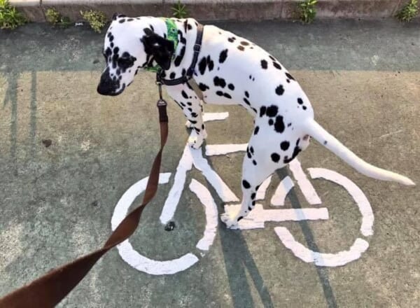サイクリングを満喫中？自転車の路面標識と一体化するダルメシアン。