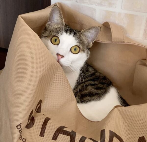 我が家の箱入り娘は袋がお気に入り　袋に入って出待ちする愛猫。