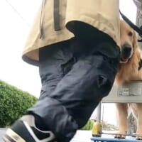 仕方なく台車を押す飼い主さん（ゴールデンブヒさん提供）